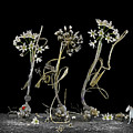 Magical realism with Allium cassium, 