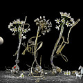Magical realism with Allium cassium