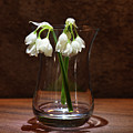 Still of Allium paradoxum