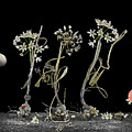Magical realism with Allium cassium