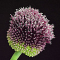 Allium amethystinum flower bud