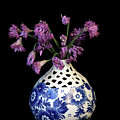 Allium cyathophorum