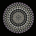 Allium white star