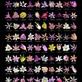 Flowers of 100 Allium Species
