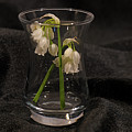 Allium paradoxum - few flowered leek
